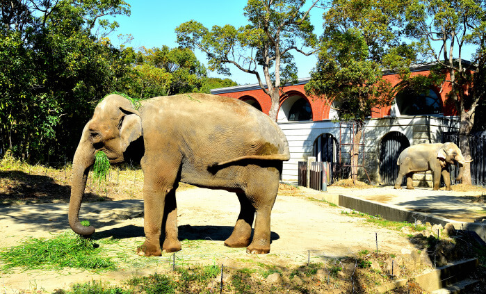 よこはま動物園ズーラシア（横浜市）