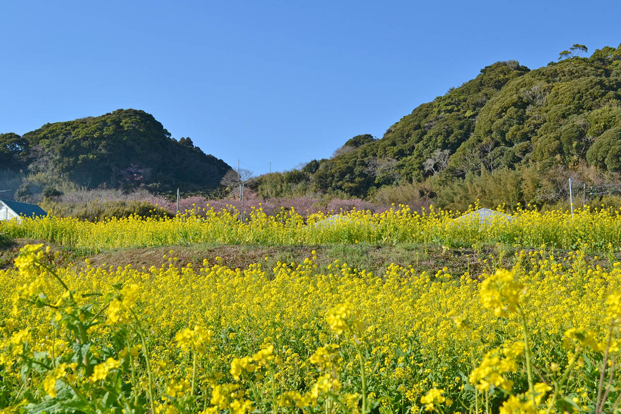 館山の菜の花