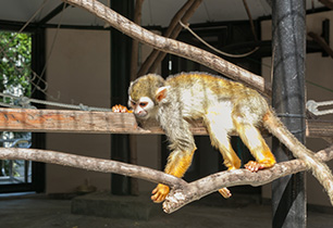 大宮公園小動物園