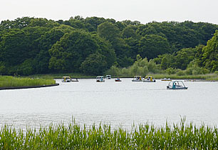 昭和記念公園　水鳥の池