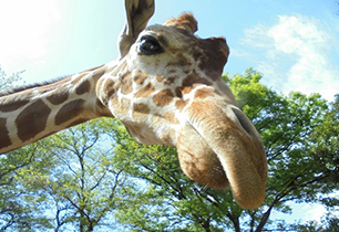 野毛山動物園