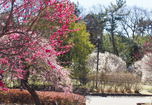 越谷梅林公園