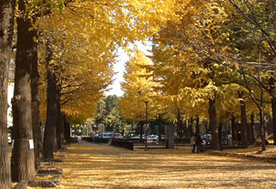 小平市立中央公園