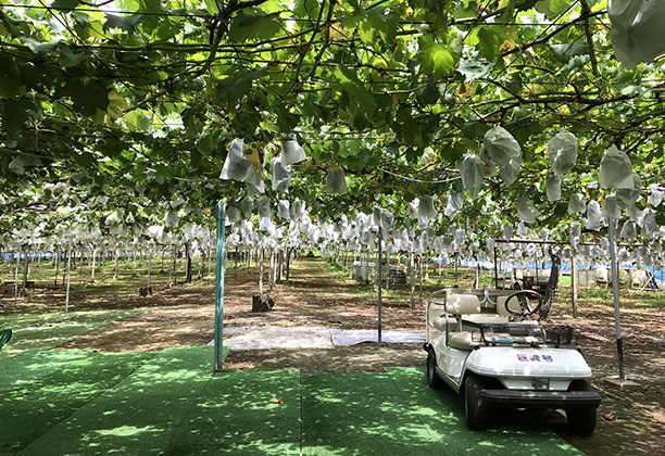 小泉ぶどう園　※8月中旬から9月中旬まで