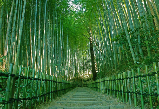 サムライの古径　ひよどり坂