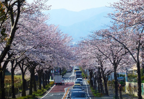 はだの桜みち