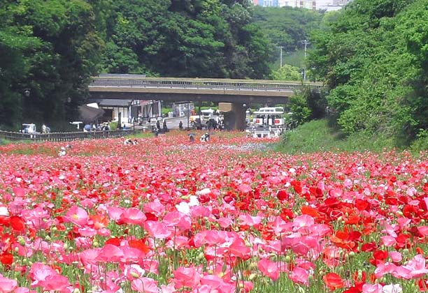 横須賀市 くりはま花の国