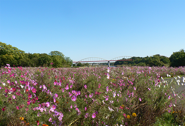 川越市_安比奈親水公園