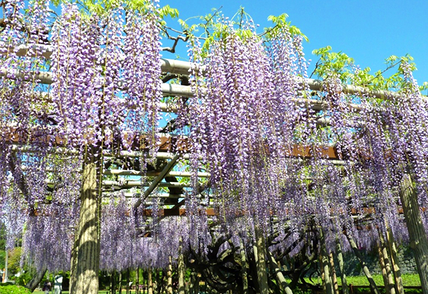 小田原市_城址公園の御感の藤