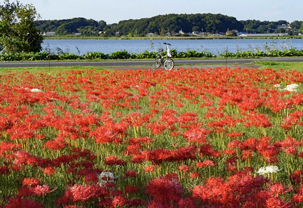 柏市_手賀沼自然ふれあい緑道