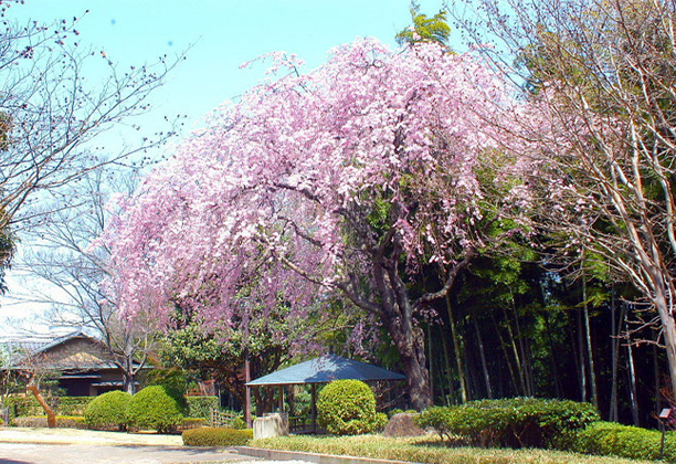 松戸市_戸定が丘歴史公園